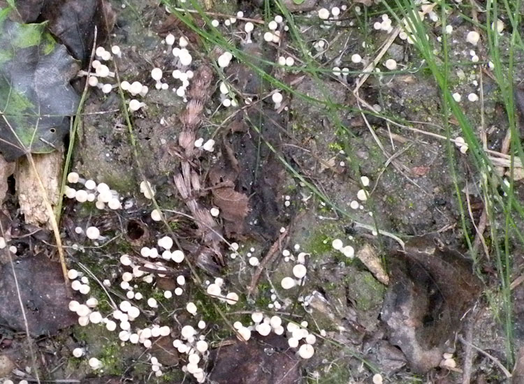 Coprinus filiformis?